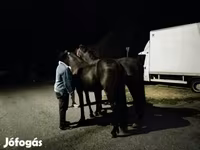 Pastuv, Friesian — fotografija 2