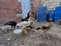 Chickens — fotografija 6