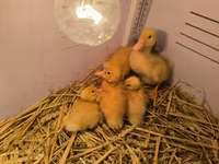 Ducks — zdjęcie 1