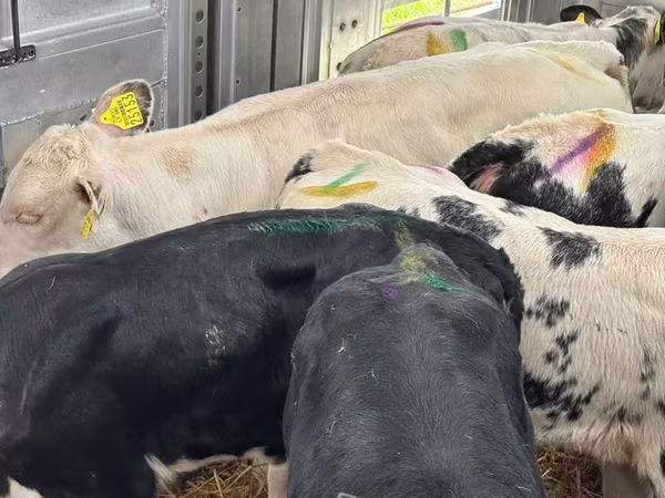 Goveda (partija, pol nije naveden), Simmental cattle