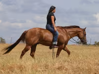 At, Quarter Horse — foto 3