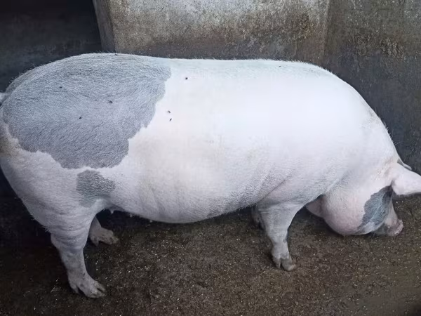 Sow, Пьетрен