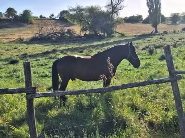 Cheval, Chevaux — Hongrie