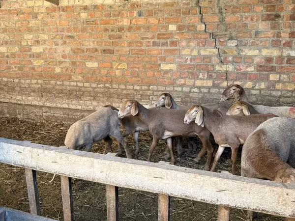 Brebis, Hissar sheep