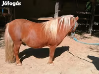 Caballo, Shetland Pony — foto 5
