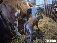雌牛, Simmental cattle — 写真 1