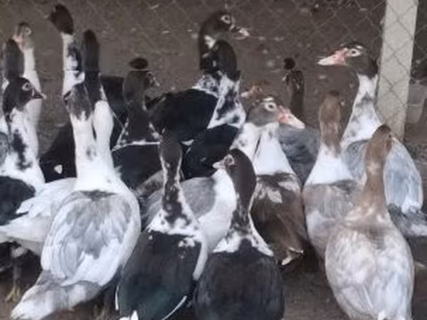 Ducks