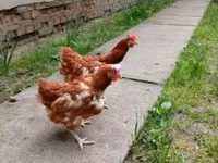 Chickens — फ़ोटो 1