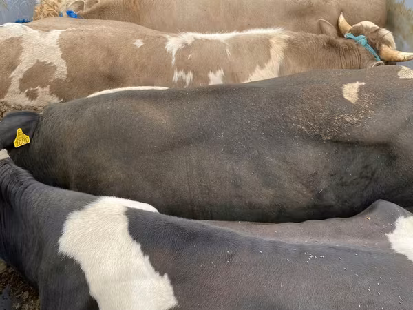雌牛, Russian Black pied cattle