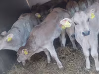 Bik, Simmental cattle — fotografija 4