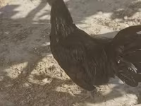 Ayam Cemani — Foto 1