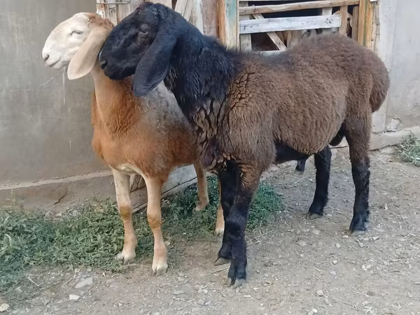 Ram, Arashan sheep