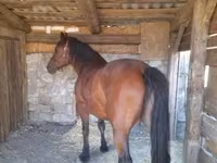 Yegua, Međimurje horse — foto 2
