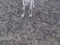 Dişi keçi, Nubian Goat — foto 3