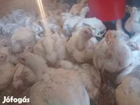 Chickens — photo 1