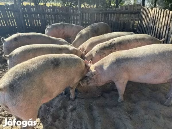 Cerdos (lote, sexo no especificado), Cerdos