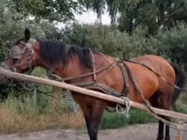 Yegua, Hucul pony