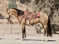 Pastuv, Quarter Horse — fotografija 4