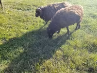 Oveja, Ouessant sheep — foto 7