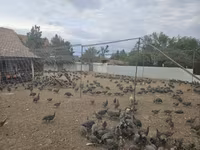 Guinea fowl — Foto 3