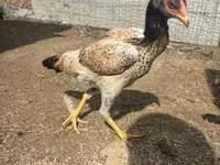 Chickens — Foto 2