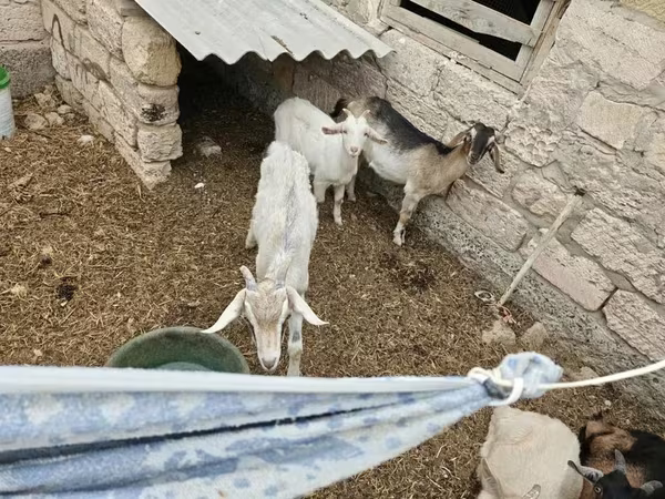 تيس, الماعز