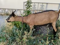 Echki, Alpine goat — 2-rasm