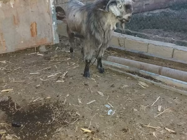 Jarac, Damask goat