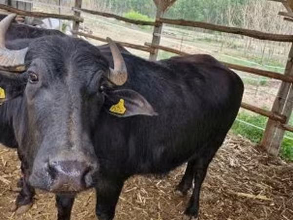 गाय, बिफालो