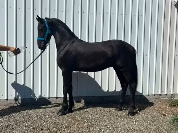 Cavalo, Dutch warmblood horse