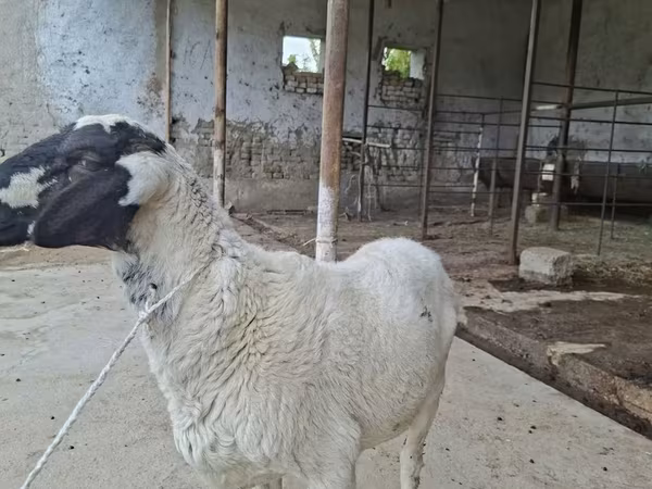 मेढ़ा, Blackheaded Persian sheep