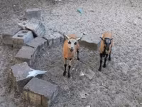 نعجة, Cameroon sheep — الصورة 4