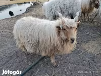 Carnero, Racka sheep — foto 7