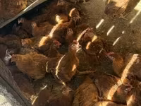 Chickens — Foto 2