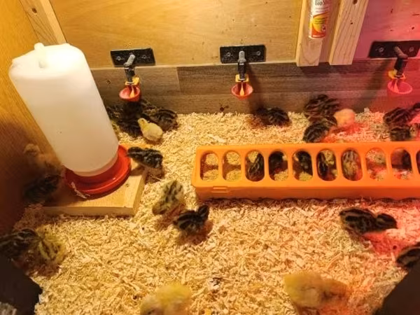 Quails