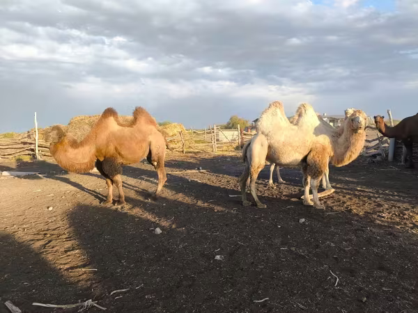 Camela, Kazakh Bactrian camel