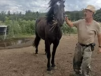Бие, Međimurje horse — 2-сурет