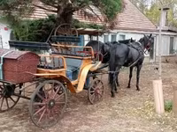 Égua, Akhal-Teke — foto 2