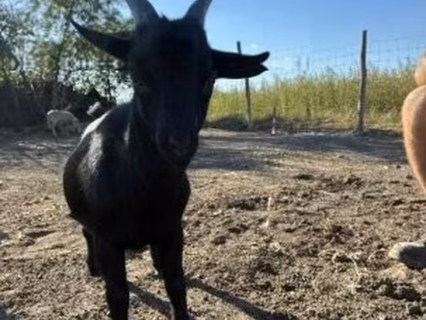 Bode, Dutch Landrace goats