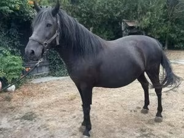 Yegua, Hucul pony