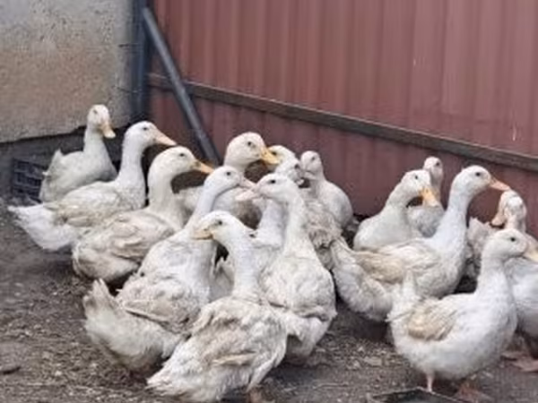 Ducks — Węgry