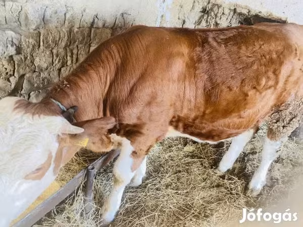 Krowa, Simmental cattle — Węgry