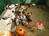 Chickens — 1-rasm