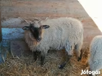 母羊, Racka sheep — 照片 1