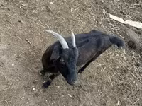 Kozy (partia, płeć nieokreślona), Kozy — zdjęcie 2