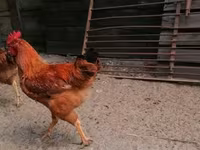 سَسِكس — الصورة 1