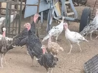 Turkeys — fotografija 1