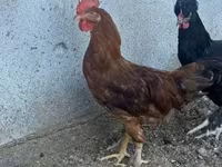 Chickens — foto 3