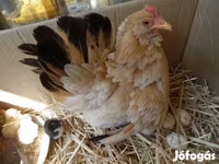 Chickens — الصورة 3