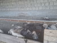 Slovenačka srebrna kokoš — fotografija 4